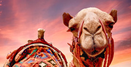 Ägypten Urlaub