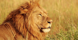Kenia Urlaub